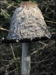 Il faut viter de consommer de l'alcool 24h avant et aprs m'avoir consomm, je suis :