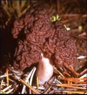 Si l'on me mangeait en crote, on risquerait d'avoir des vomissements voire des diarrhes, si l'on a de chance ! Sinon, on peut avoir des convulsions voire des atteintes au foie. Je suis :