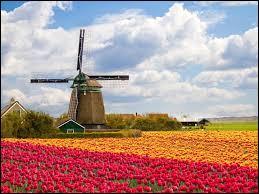 Le pays des tulipes :