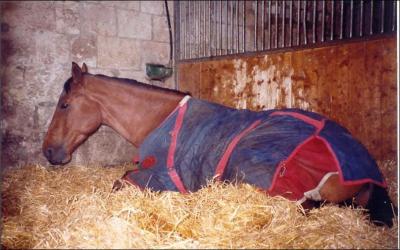 Le cheval ne se couche que quand il est malade. Vrai ou faux ?