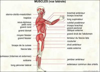 Quels sont les muscles les plus puissants du corps humain ?