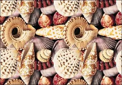 Il collectionne les coquillages. Qui est-il ?