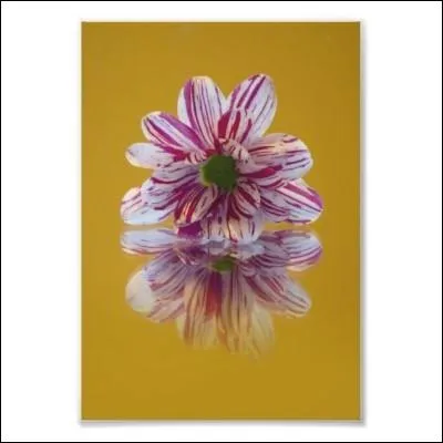 Le  Gerbera  est une plante d'ornement de la famille appartenant aux :