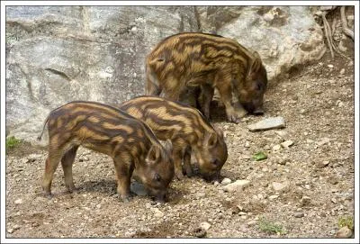 Lorsque le marcassin enlvera son pyjama ray, quel ge aura-t-il atteint ?