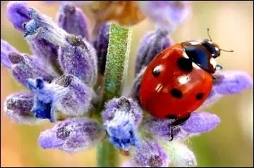 Les ailes de la coccinelle sont bien protges, ses mchoires broyeuses ; elle appartient donc  l'ordre des :