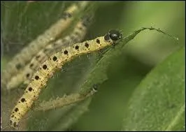 La larve de  l'Yponomeutidae padella  mange les feuilles en commenant par l'extrieur. Quel est le rsultat de ce procd de grignotage ?