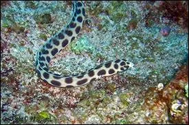 Elle passe sa vie, ensable. Le corps est allong, de couleur beige clair  jaune ple. Les taches rondes, brun fonc  noir, deviennent plus petites et nombreuses avec l'ge.