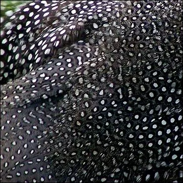 Redevenons un peu srieux. Vous croiserez ce motif  la campagne. Il y est  la mode. Qui se promne avec cette jolie livre noire  pois blancs ?