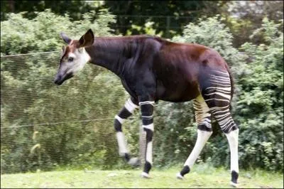 Vous pourrez voir des okapis  la Mnagerie du Jardin des Plantes  Paris, au zoo de Beauval. O se trouve ce dernier ?