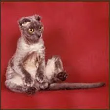 De quelle race est ce chat ?