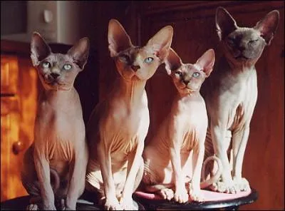 De quelle race sont ces chats ?