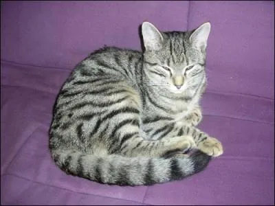 De quelle race est ce chat ?