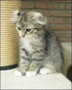 De quelle race est ce chat ?