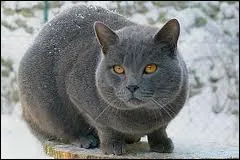 De quelle race est ce chat ?