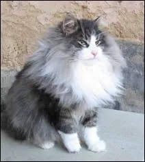 De quelle race est ce chat ?