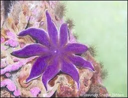 L'toile de mer fait-elle partie des astrodes ?
