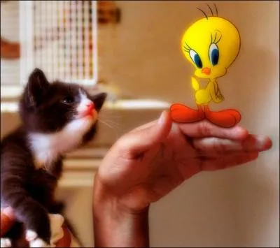 Ce chat est moins impressionnant que dans le dessin anim. De qui se moque-t-on ?