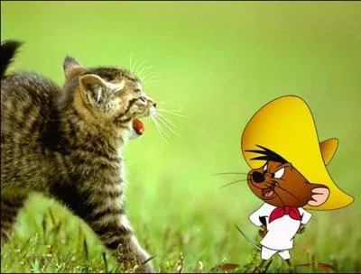 Cette souris, la plus rapide du Mexique, n'a pas besoin de courir. Mme pas peur ! Comment s'appelle-t-elle ?