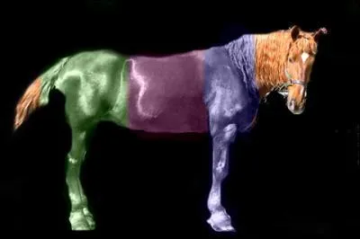 Quelles sont les trois parties extrieures d'un poney ?