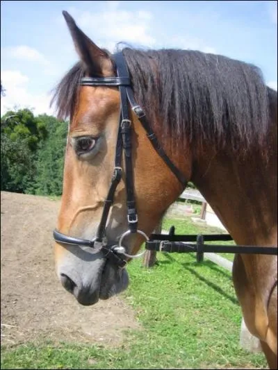 Quelles boucles dois-tu dfaire pour enlever le filet de ton poney ?