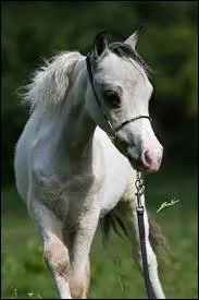 Que signifie  dbourrer  un poulain ?