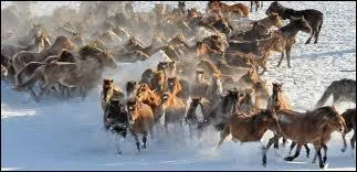 Les chevaux sauvages ont-ils des pattes plus grandes ou plus petites que les chevaux domestiques ?