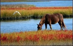 Un cheval peut-il vomir ?