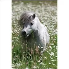 Combien de vers un cheval peut-il hberger ?