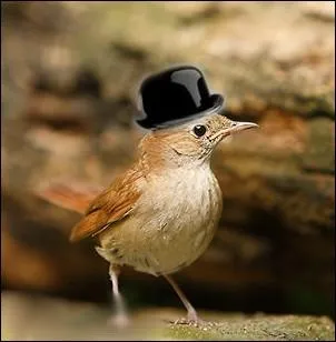 Il chante bien , mais avec un petit accent  british  ... .