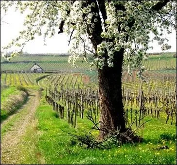 Il n'arrive qu'une fois par an ... .