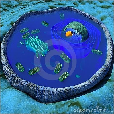 La cellule est l'unité élémentaire dont sont constitués tous les êtres vivants, qu'ils appartiennent à la faune ou à la flore. Laquelle de ces trois propositions ne compose pas la cellule ?