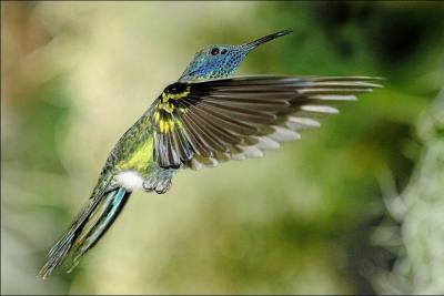 Il existe 200 espces de colibris. Ceux-ci produisent un vrombissement caractristique lorsqu'ils volent. Les plus petites espces peuvent battre des ailes  un rythme de :
