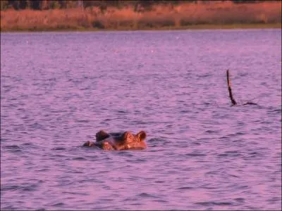 Parmi ces trois mammifres terrestres, lequel cause le plus de victimes mortelles chez les humains ?