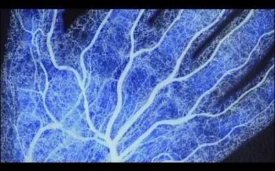 Les vaisseaux sanguins forment un rseau dont la longueur totale atteint :