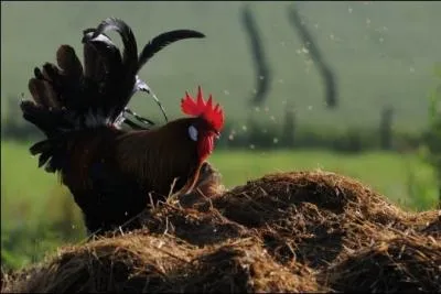 - si les  bourgeois  avaient  veill au grain  correctement.