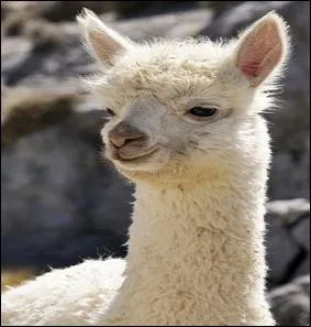 Il vous fournira la laine la plus chaude, la plus douce et la plus imperméable pour des vêtements moelleux.