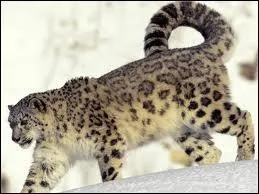 Elles peuvent faire des bonds de ...