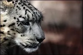 Elle est capable de tuer un animal qui fait combien de fois son poids ?