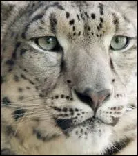 Quand a lieu la saison des amours ?