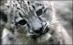 Combien de petits natront ?