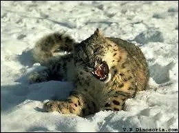 Combien de temps vit la panthre des neiges dans la nature ?