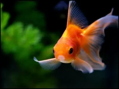 Goldfish au pluriel, c'est ...