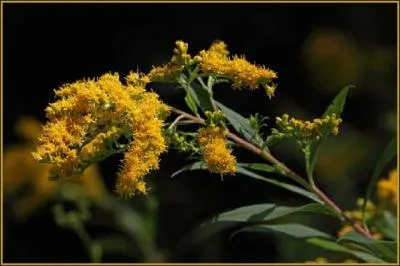 En 1578, Montaigne dcrit ses maux physiques. Il cherche  les surmonter en faisant appel  la philosophie. De quoi souffrait-il ?