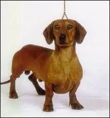 Quelle est la race de ce chien ?