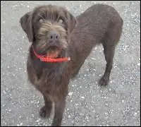 Le pudel pointer est originaire...