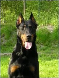 Quel nom ne correspond pas au beauceron ?