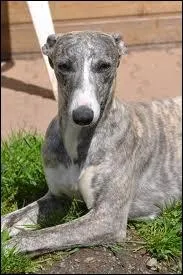 Que peut-on dire sur le whippet ?
