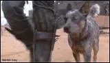 Le chien dans Mad Max estun ...