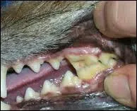 Combien de dents a un chien adulte ?