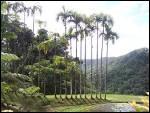 Ce parc botanique de 3ha, le jardin de Balata, ouvert depuis 1986, runit plus de 3000 varits de plantes tropicales du monde entier. O est-il ?